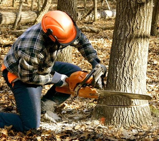 Tree Removal in Traverse City, MI